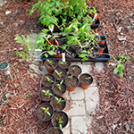 Tomatoes and Peppers - Running Out of Room